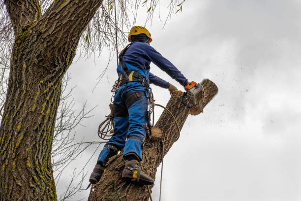 Best Emergency Storm Tree Removal  in Shallowater, TX